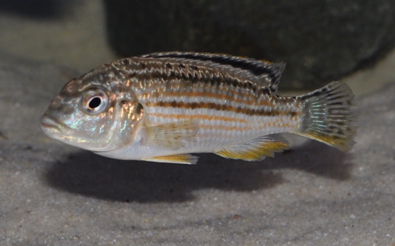 Melanochromis wochepa 'Lumessi'